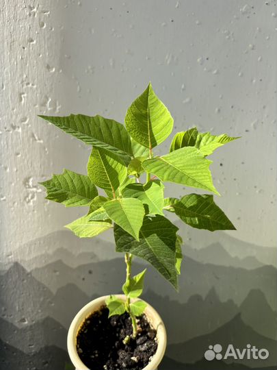 Пуансеттия розовая