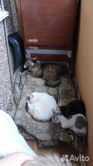 Кошки и котята в добрые руки
