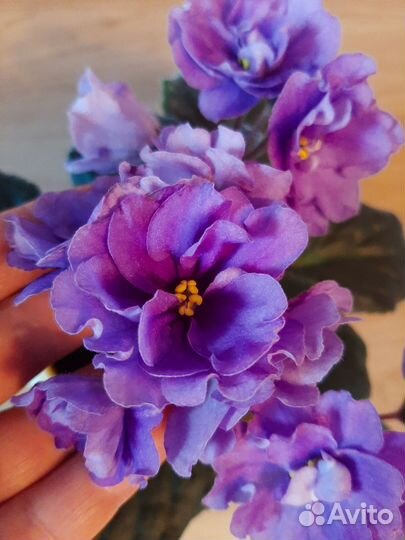 Фиалки(детки) Лик-Лавандовый Полдень