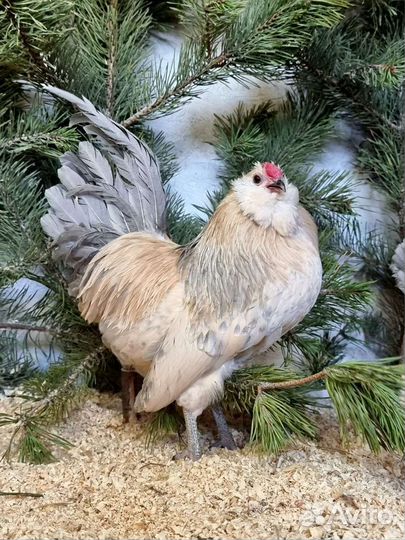 Малазийская серама антверпенская бородатая куры