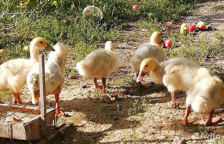 Утята бройлерной утки SK-6 суточные и подрощенные