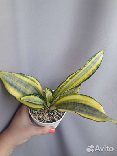 Сансевиерия асахи