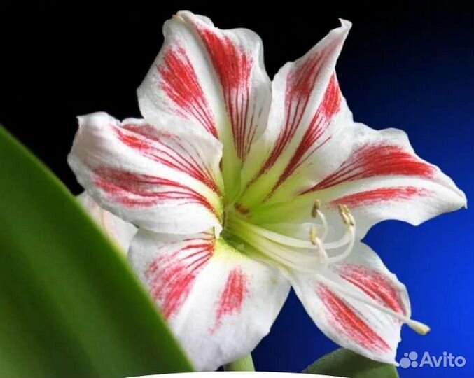 Гиппеаструм