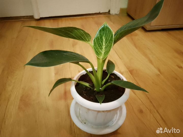 Филодендрон биркина