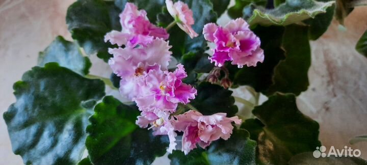 Цветущие фиалки