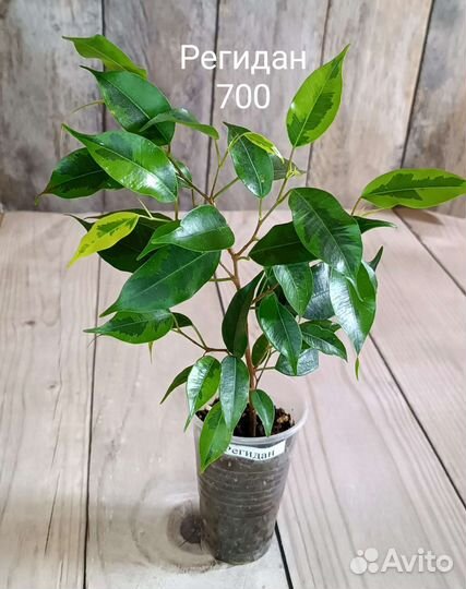 Фикусы подростки почтой