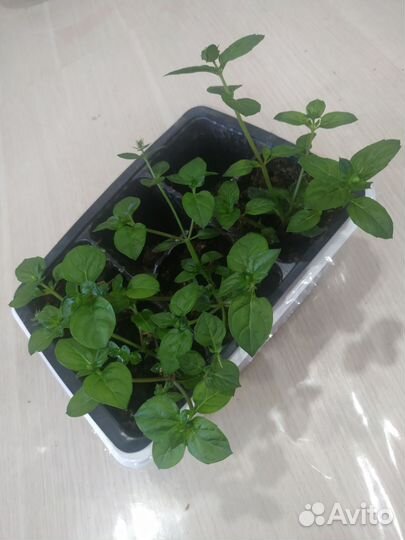 Мята со вкусом черной смородины