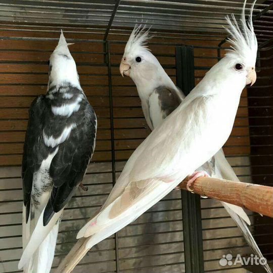 Кореллы безщекие