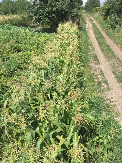 Участок 10 сот. (СНТ, ДНП)