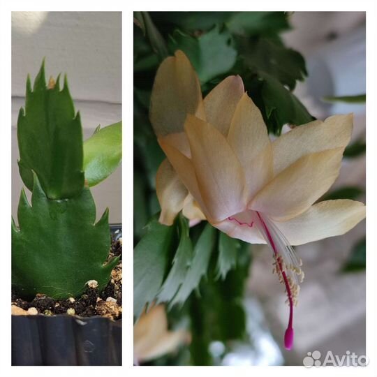 Шлюмбергера, рипсалидопсис, другие цветущие