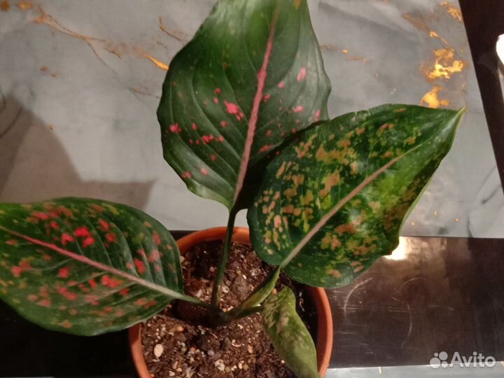 Аглаонема Пинк далматин