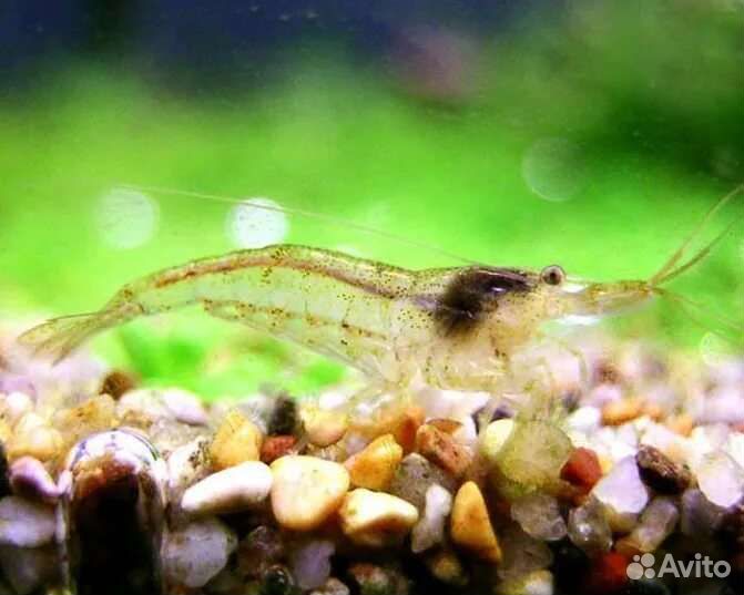 Продам малька рыбок