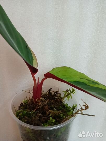 Строманта хортиколор