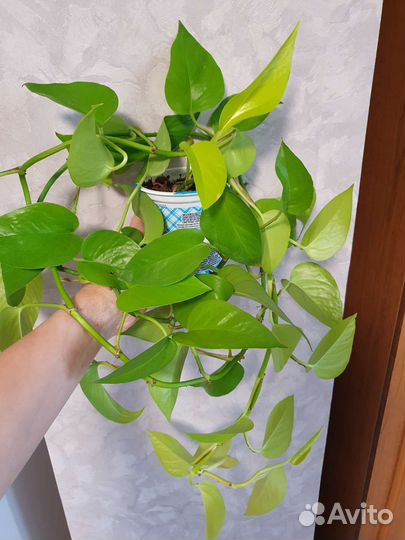 Сциндапсусы