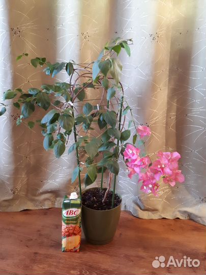 Бугенвилия