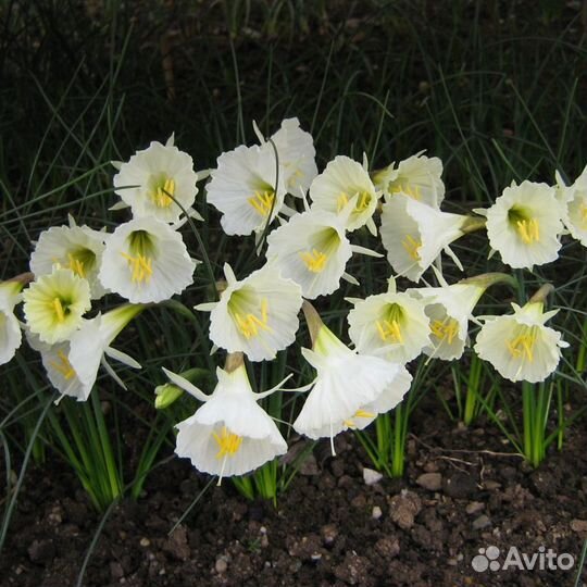 Нарцисс кантабрийский Мускари Крокусы Гиацинт