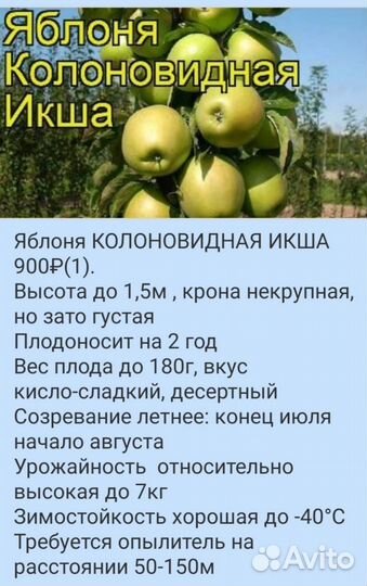 Саженцы яблони плодовых деревьев Антоновка Услада