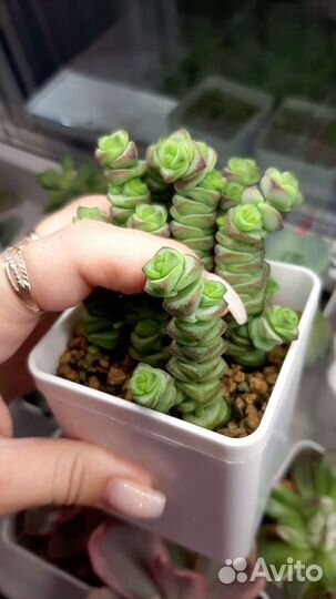 Суккуленты