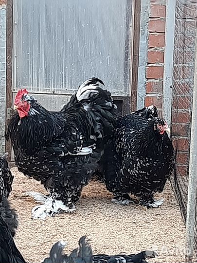 Куры брама, кохинхины, шёлковые