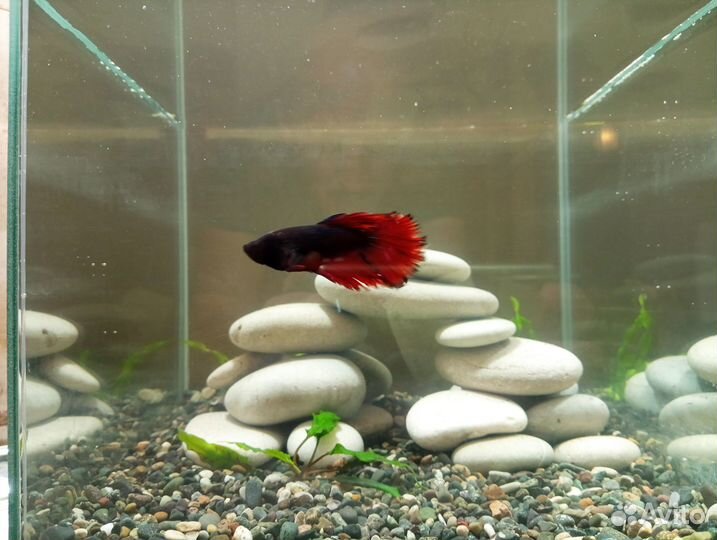 Обслуживание пресноводных аквариумов