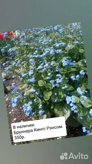 Цветы и саженцы