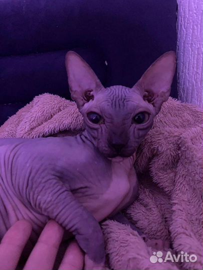 Канадский сфинкс кошка