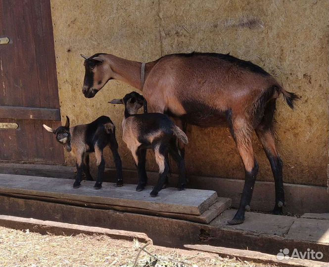 Козочки ч. п. альпийские