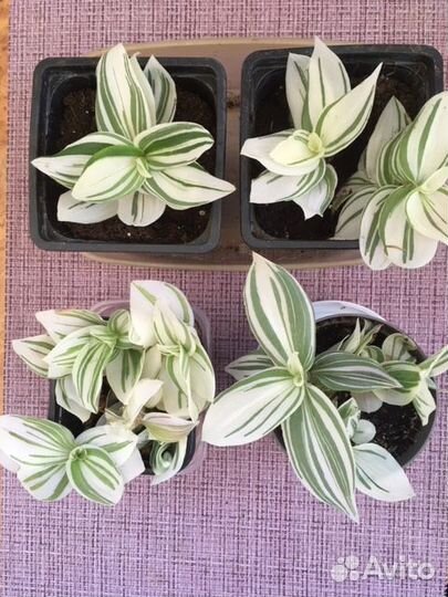 Традесканция