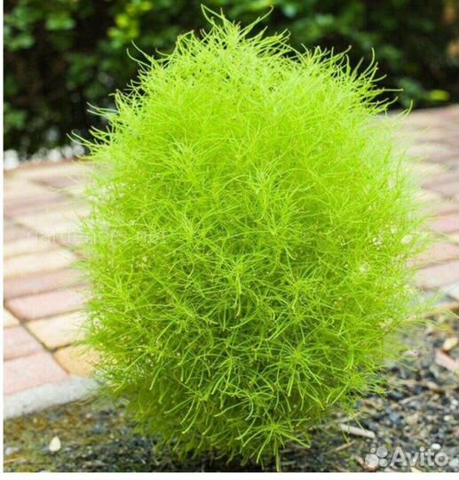 Многолетние садовые растения