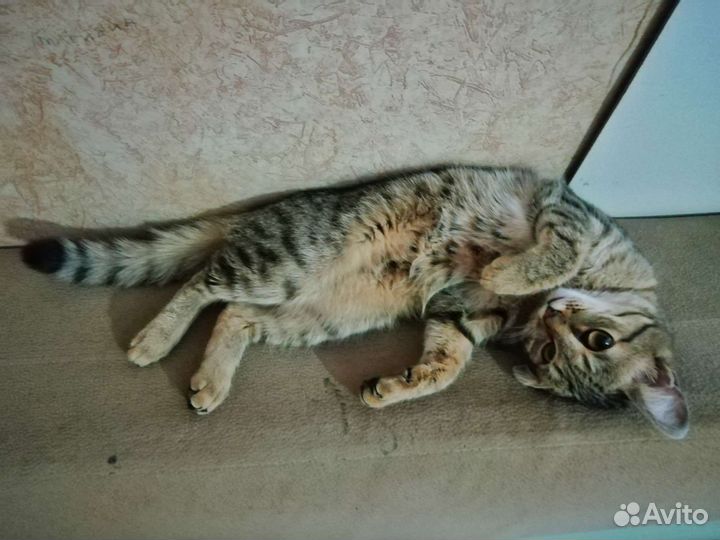 Кошка Мяу ищет семью (бесплатно, в хорошие руки)