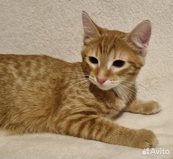 Котик 4.5 мес