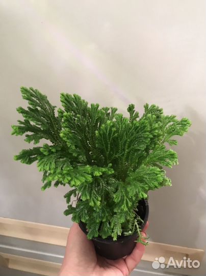 Селагинелла