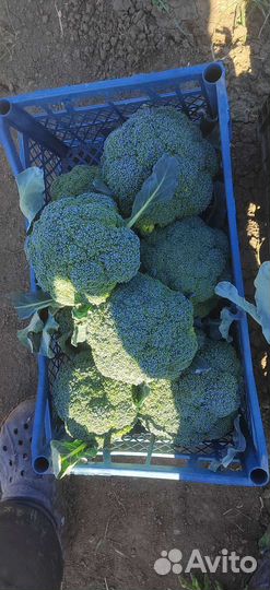 Капуста брокколи