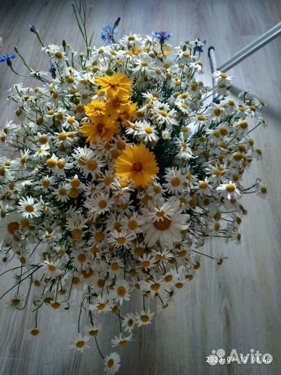 Ромашки корни, цветы и букеты