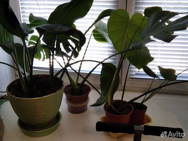 Цветок комнатный - юкка нинт