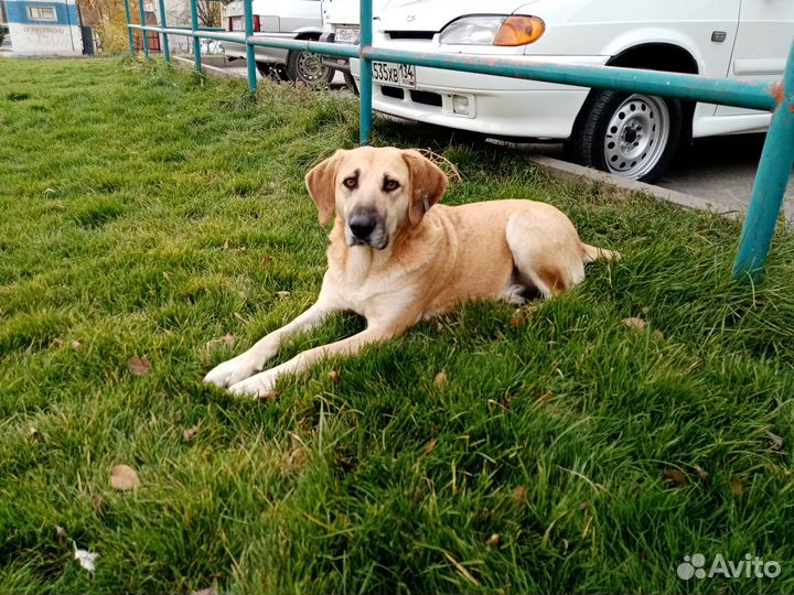 Собака на охрану