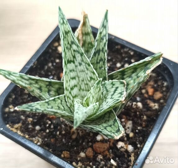 Алоэ 5 сортов, криптантус