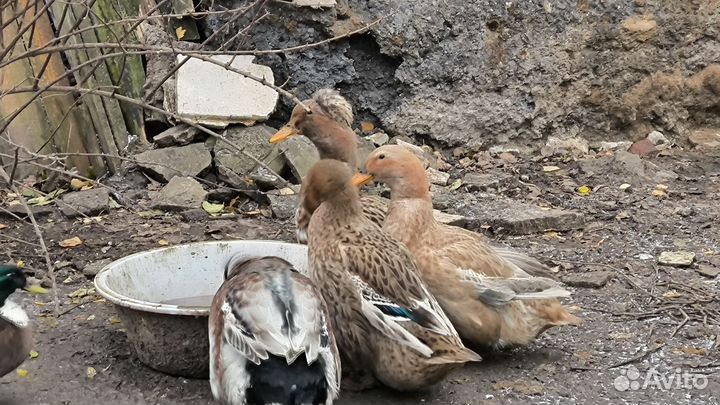 Утки мясная башкирская на племя