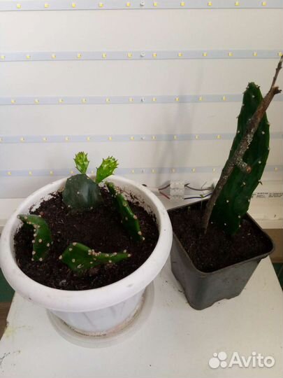 Комнатные цветы