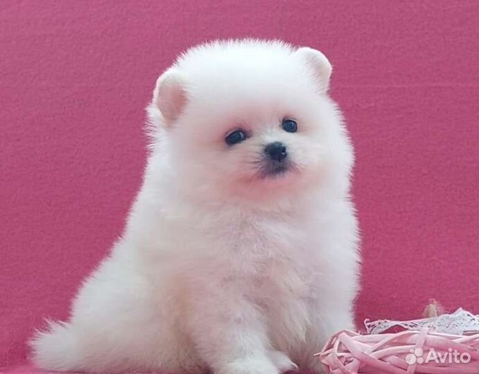 Мишки- померашки