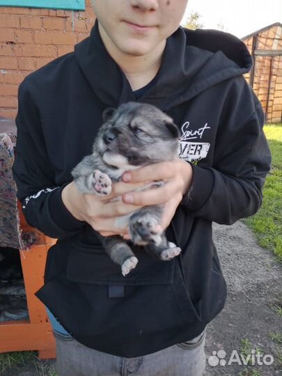 Отдам в добрые руки