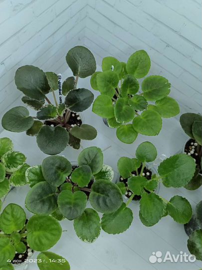 Фиалки набор