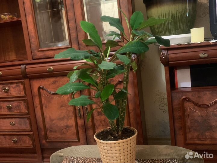 Дифенбахия