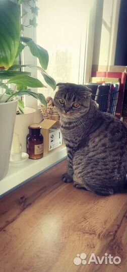 Кошка бесплатно
