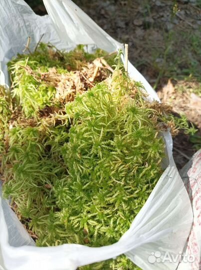 Мох сфагнум живой