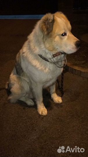 Алабай (вязка)