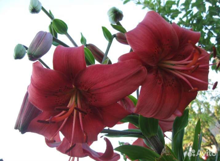 Луковицы лилий 9 штук