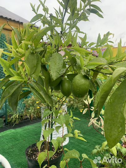 Мандариновое дерево цветущие с плодами цитрусы