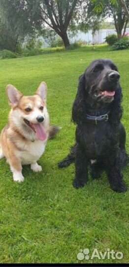 Передержка собак