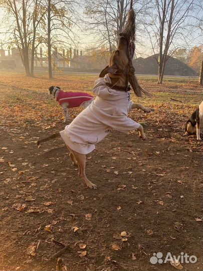 Питбуль Дора ищет дом